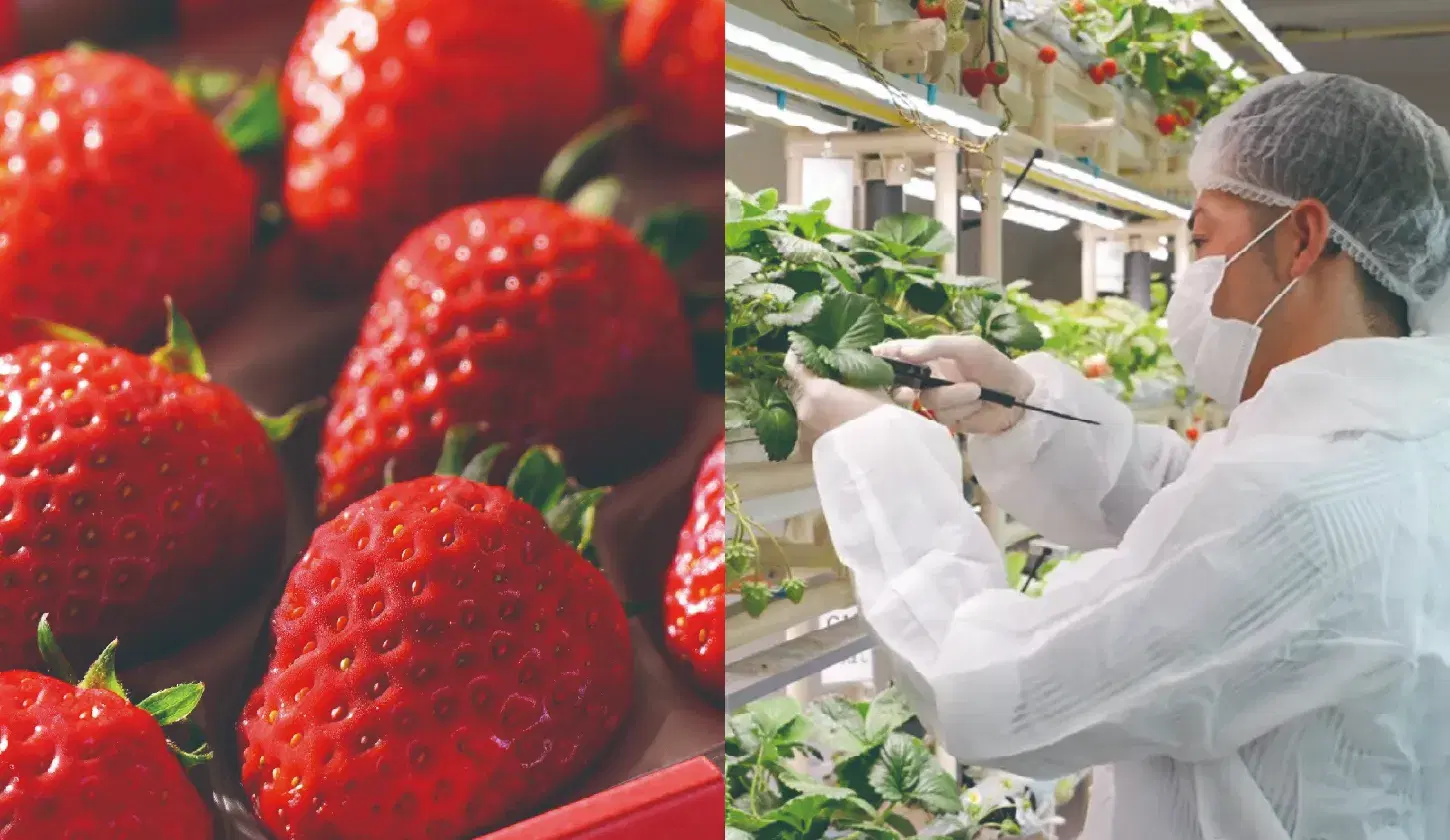 365日旬のイチゴを届けるために